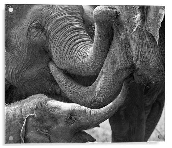 Elephants Tender Touch Acrylic by Bel Menpes