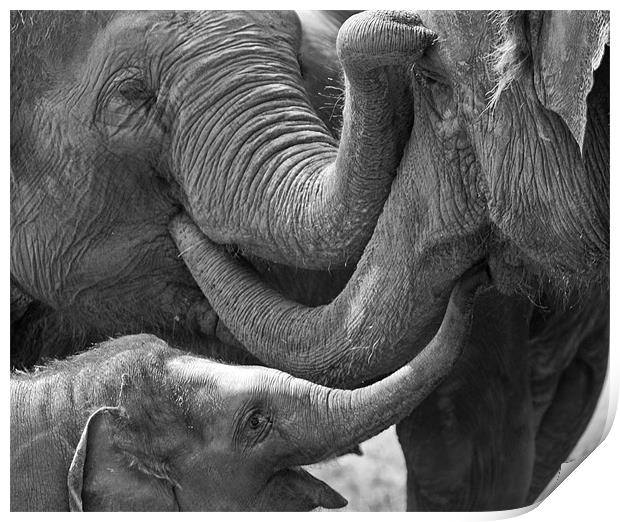 Elephants Tender Touch Print by Bel Menpes