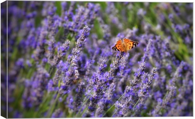 Butterfly and Lavender Canvas Print by Scott Anderson