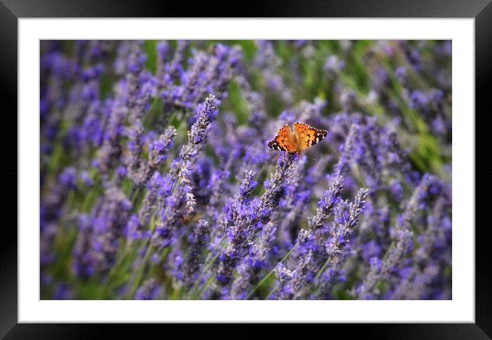 Butterfly and Lavender Framed Mounted Print by Scott Anderson