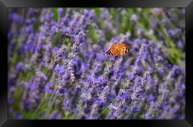 Butterfly and Lavender Framed Print by Scott Anderson