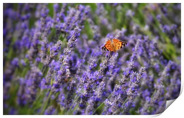 Butterfly and Lavender Print by Scott Anderson