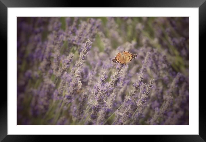 Butterfly on Lavender Framed Mounted Print by Scott Anderson