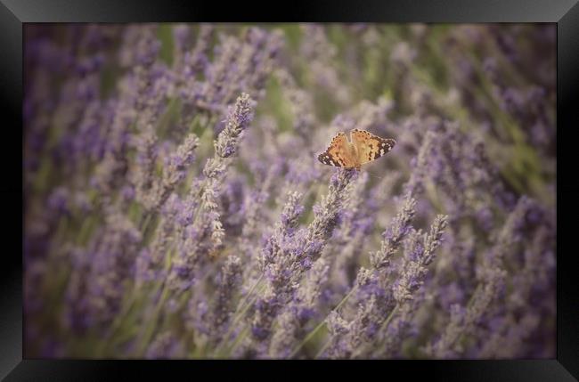 Butterfly on Lavender Framed Print by Scott Anderson