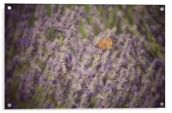 Butterfly on Lavender Acrylic by Scott Anderson