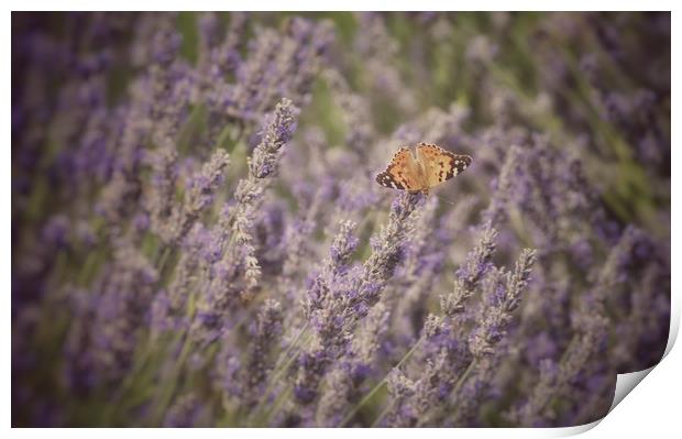 Butterfly on Lavender Print by Scott Anderson