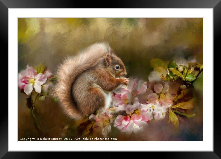Red Squirrel Framed Mounted Print by Robert Murray