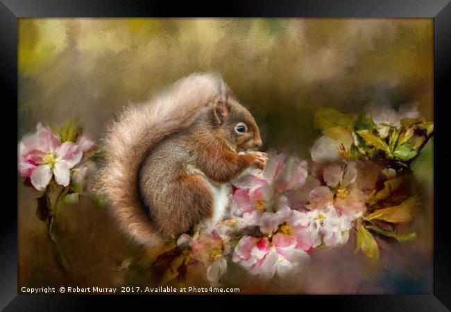 Red Squirrel Framed Print by Robert Murray