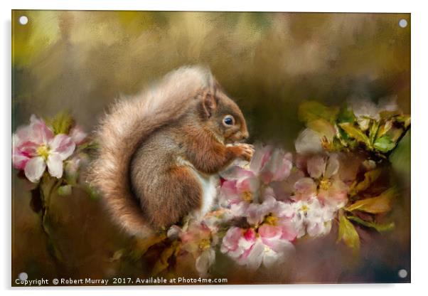 Red Squirrel Acrylic by Robert Murray