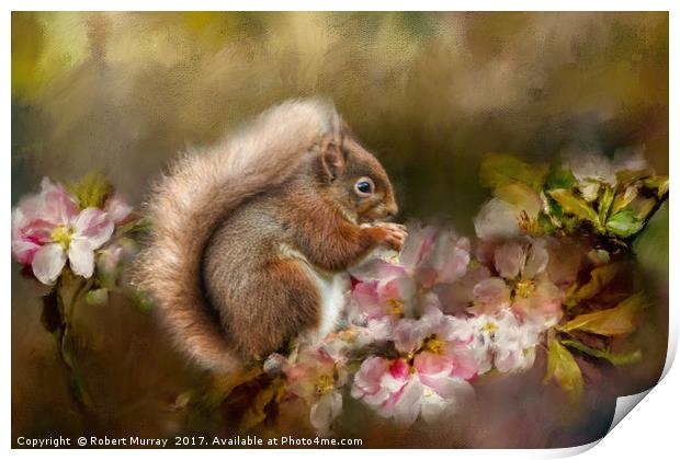 Red Squirrel Print by Robert Murray