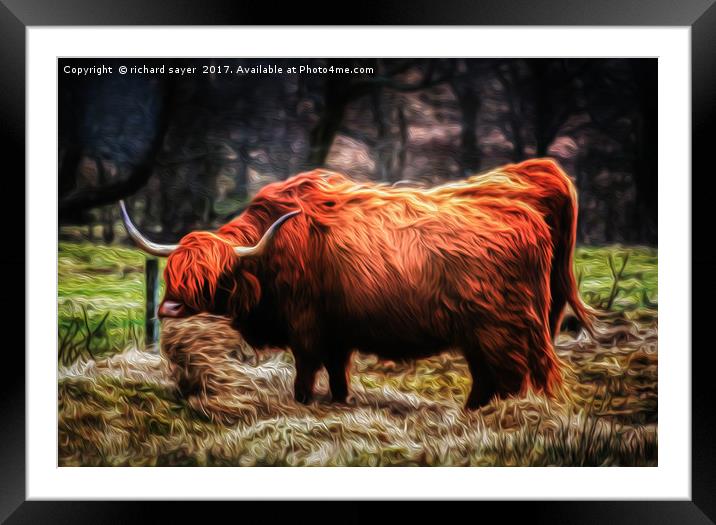 Hairy Coo Framed Mounted Print by richard sayer