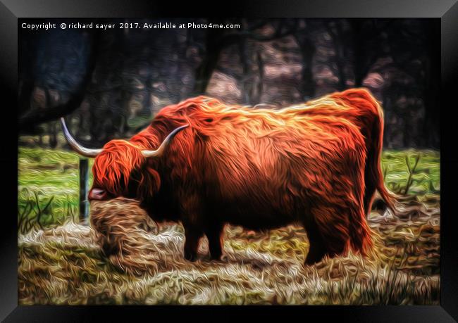 Hairy Coo Framed Print by richard sayer