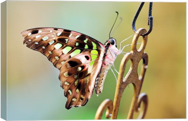 Tailed Jay Canvas Print by Grant Glendinning