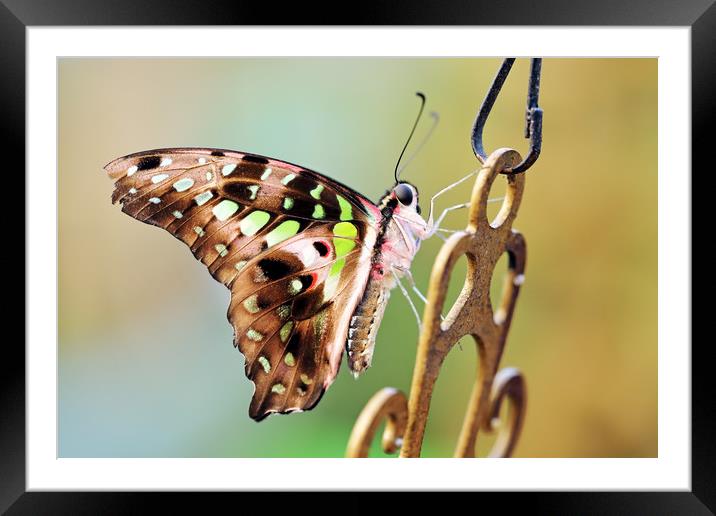 Tailed Jay Framed Mounted Print by Grant Glendinning