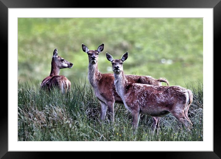 Red Deer Hinds Framed Mounted Print by Linda Lyon