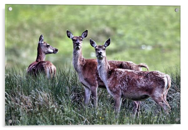Red Deer Hinds Acrylic by Linda Lyon