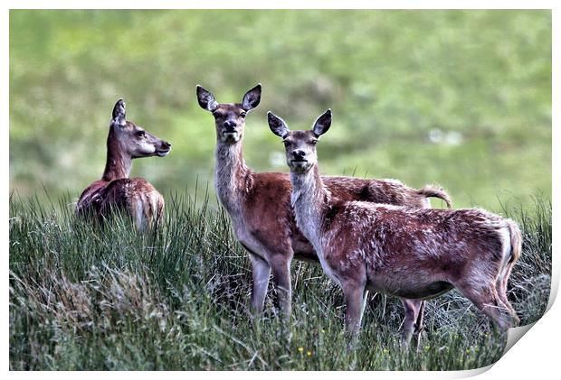 Red Deer Hinds Print by Linda Lyon