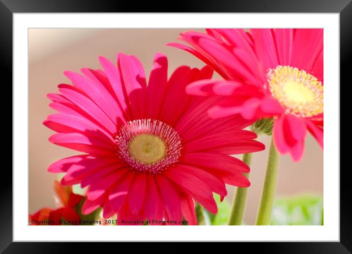 Gerbera Framed Mounted Print by Linda Rampling