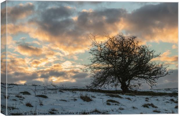 Lonely Tree sunrise in winter Canvas Print by Wayne Lytton