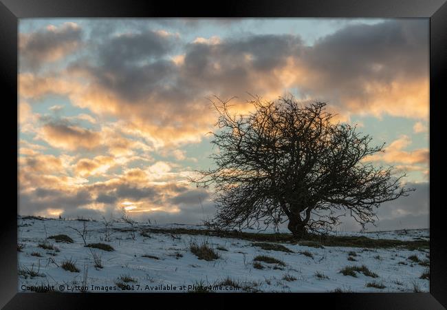 Lonely Tree sunrise in winter Framed Print by Wayne Lytton