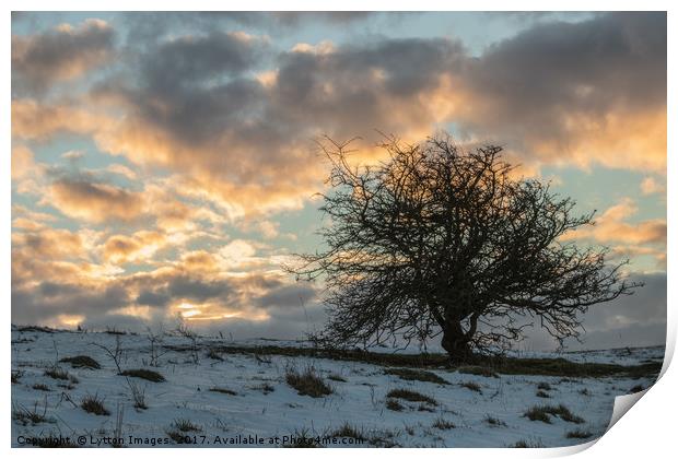 Lonely Tree sunrise in winter Print by Wayne Lytton