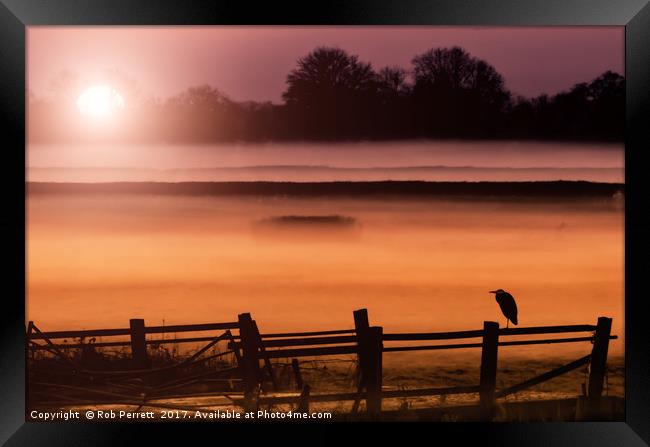 Heron In The Mist Framed Print by Rob Perrett
