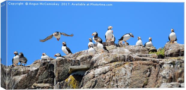 Group of Atlantic Puffins Canvas Print by Angus McComiskey