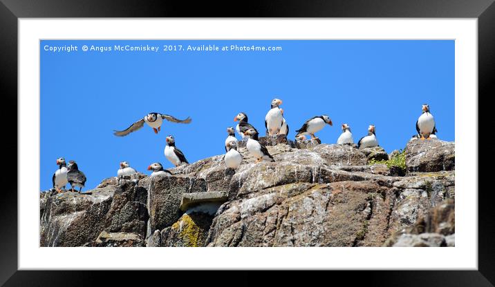 Group of Atlantic Puffins Framed Mounted Print by Angus McComiskey