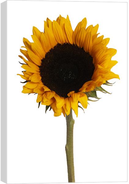 Sunflower White Canvas Print by Elaine Young