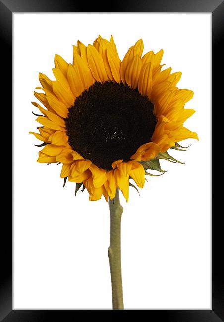 Sunflower White Framed Print by Elaine Young