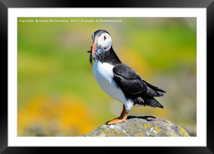 Atlantic Puffin with sand eels Framed Mounted Print by Angus McComiskey