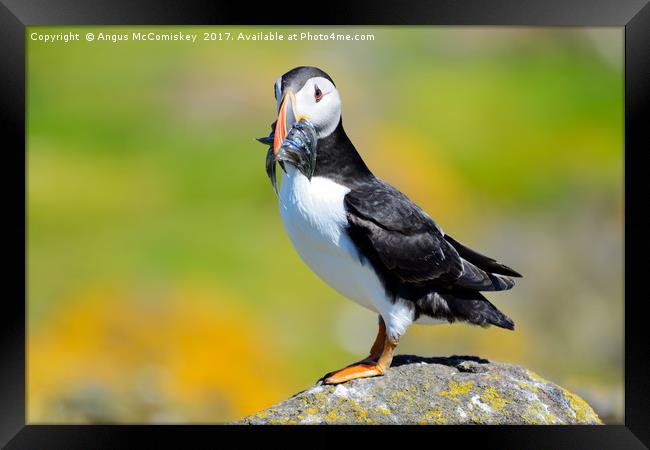 Atlantic Puffin with sand eels Framed Print by Angus McComiskey