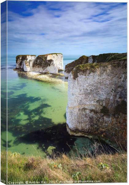 Old Harry Rocks Canvas Print by Andrew Ray