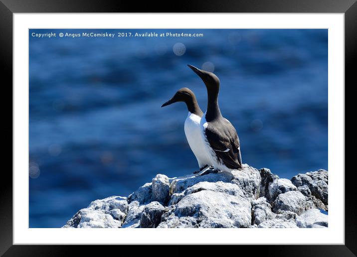 Pair of Guillemots on rock ledge Framed Mounted Print by Angus McComiskey