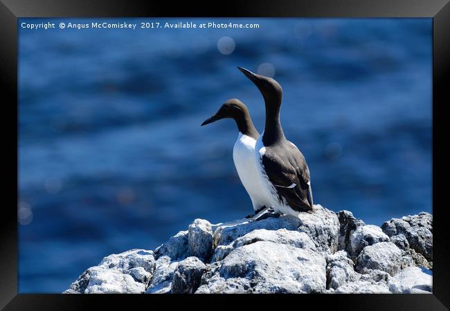 Pair of Guillemots on rock ledge Framed Print by Angus McComiskey