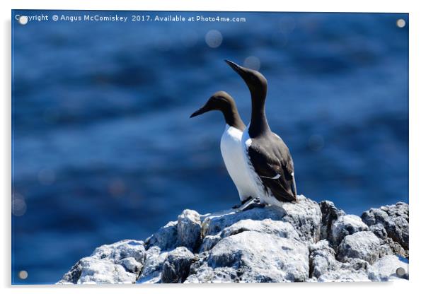 Pair of Guillemots on rock ledge Acrylic by Angus McComiskey
