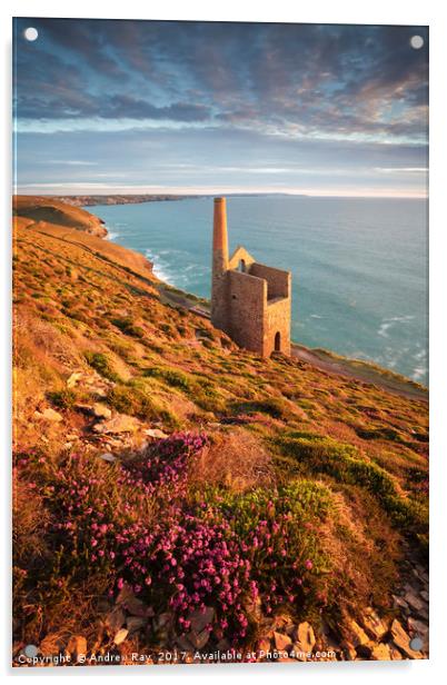 Heather above Wheal Coates Acrylic by Andrew Ray