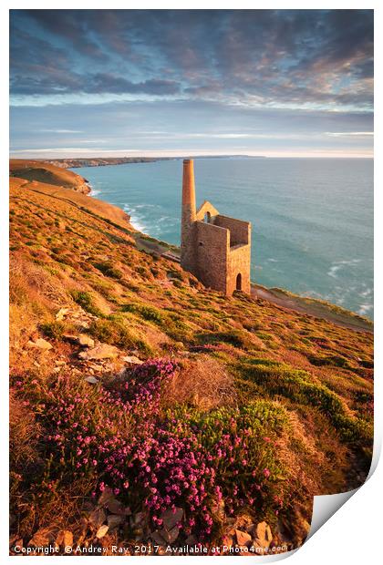 Heather above Wheal Coates Print by Andrew Ray