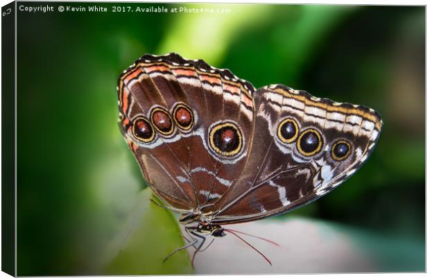 Butterfly Blue Morpho Canvas Print by Kevin White