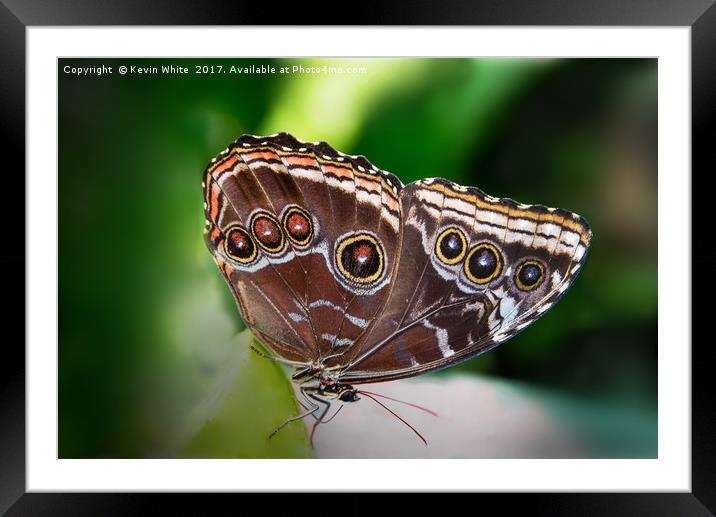 Butterfly Blue Morpho Framed Mounted Print by Kevin White