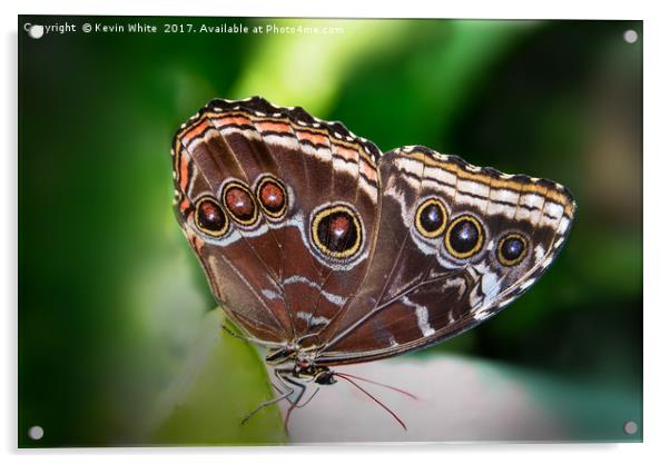 Butterfly Blue Morpho Acrylic by Kevin White