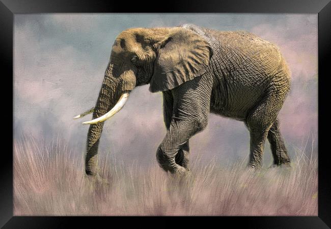 Lone Elephant Framed Print by David Owen