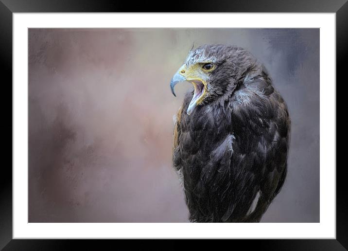 Falcon Framed Mounted Print by David Owen