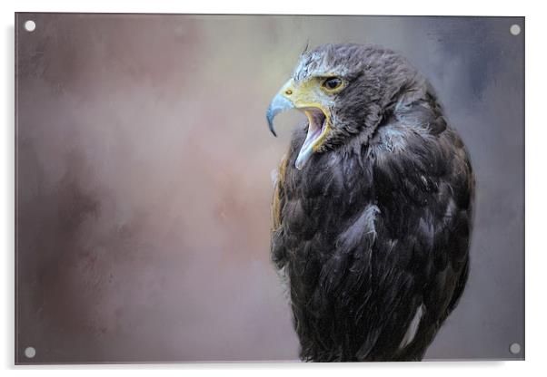 Falcon Acrylic by David Owen