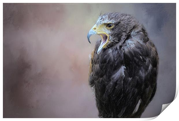 Falcon Print by David Owen