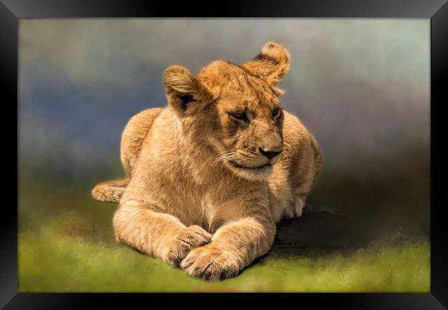 Lion Cub Framed Print by David Owen