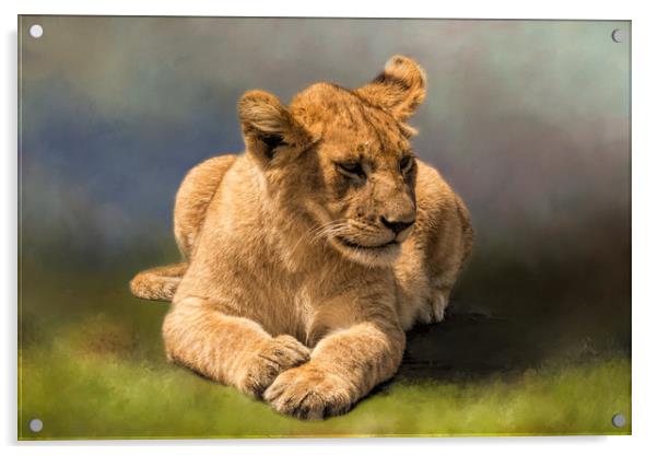 Lion Cub Acrylic by David Owen