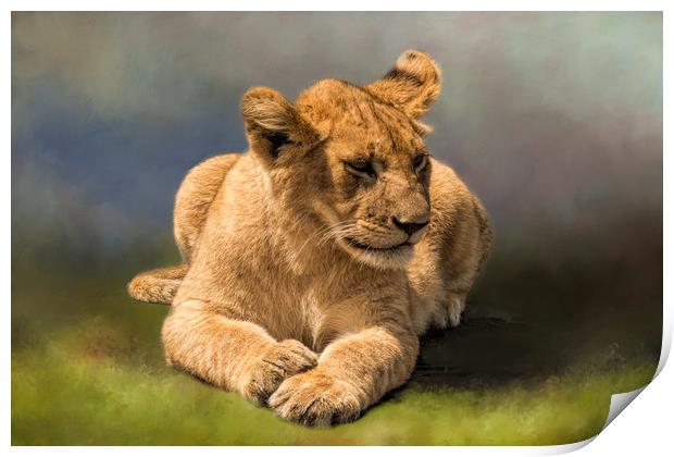 Lion Cub Print by David Owen