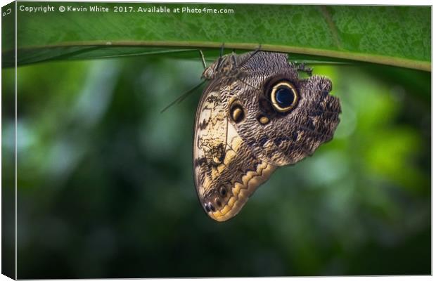 Owl Butterfly  Canvas Print by Kevin White