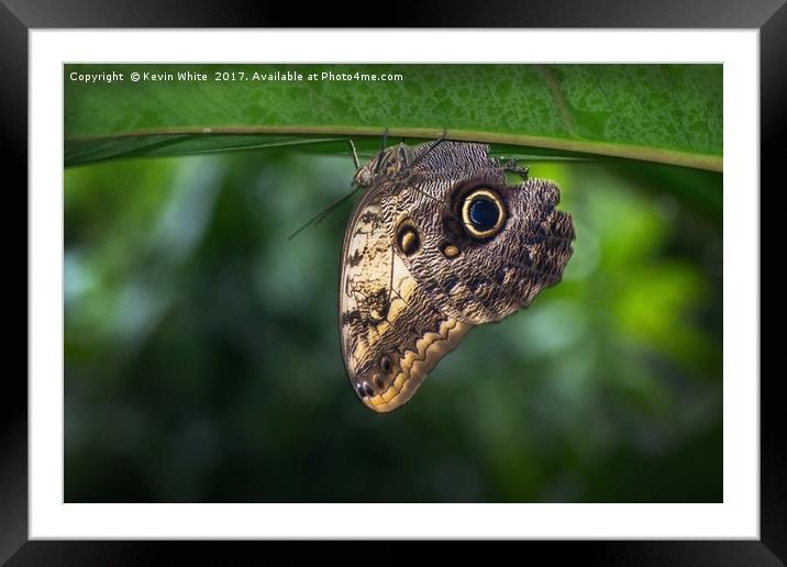 Owl Butterfly  Framed Mounted Print by Kevin White